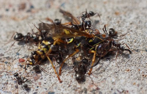 Ants swarming over a dead bee